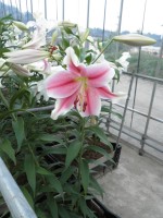 [1728 PinkBrillianto DJ No02.JPG]